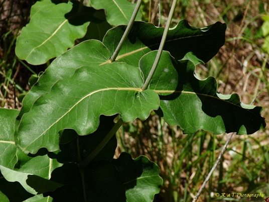 {Asclepias amplexicaulis}